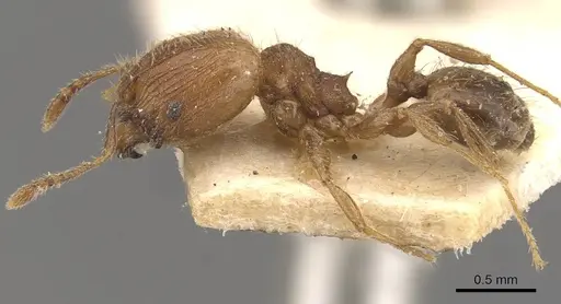 Pheidole lignicola specimen CASENT0908287 image casent0908287_3