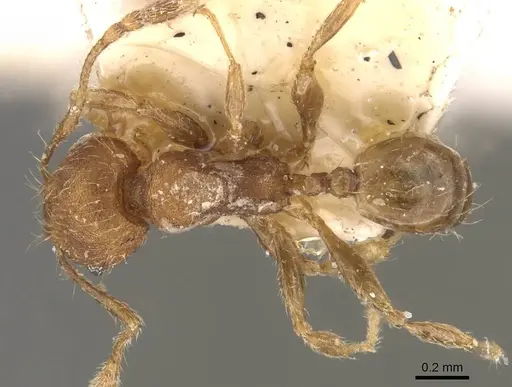 Pheidole lignicola specimen CASENT0908288 image casent0908288_1