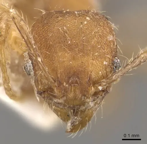 Pheidole lignicola specimen CASENT0908288 image casent0908288_2
