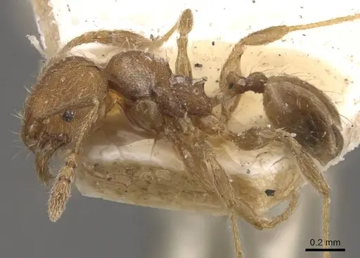 Pheidole lignicola specimen CASENT0908288 image casent0908288_3