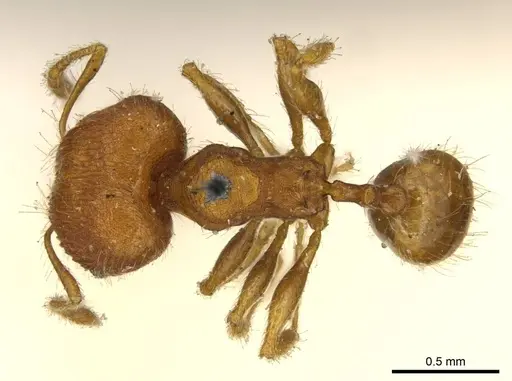 Pheidole lignicola specimen CASENT0916063 image casent0916063_1