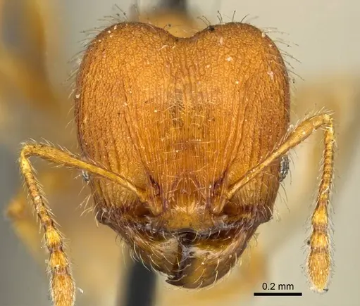 Pheidole lignicola specimen CASENT0916063 image casent0916063_2