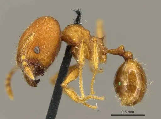 Pheidole lignicola specimen CASENT0916063 image casent0916063_3