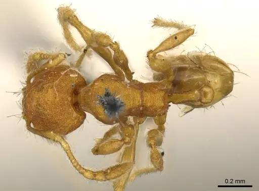 Pheidole lignicola specimen CASENT0916064 image casent0916064_1