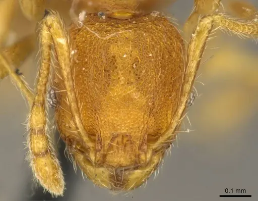 Pheidole lignicola specimen CASENT0916064 image casent0916064_2