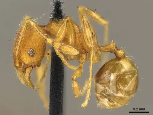 Pheidole lignicola specimen CASENT0916064 image casent0916064_3