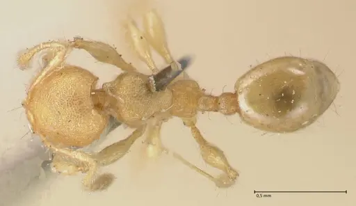Pheidole lignicola specimen FOCOL1559 image focol1559_1