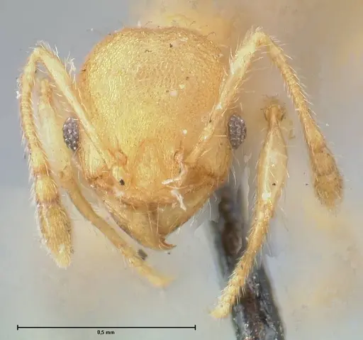 Pheidole lignicola specimen FOCOL1559 image focol1559_2