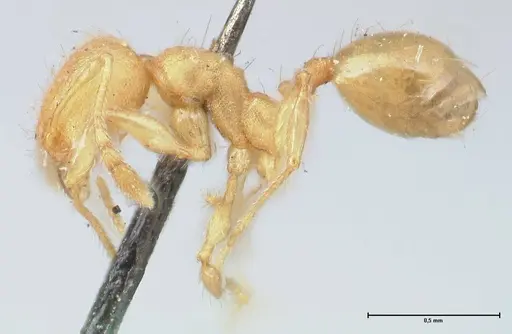 Pheidole lignicola specimen FOCOL1559 image focol1559_3