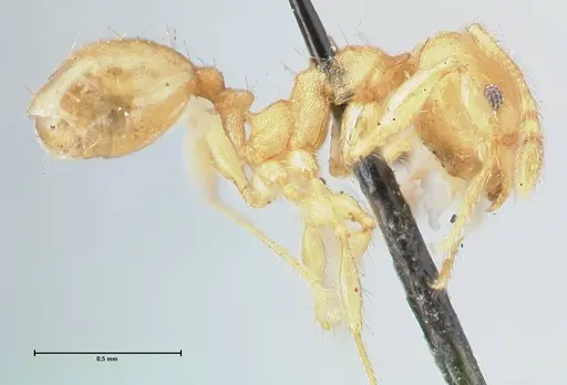 Pheidole lignicola specimen FOCOL1559 image focol1559_4