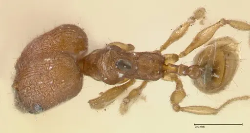 Pheidole lignicola specimen FOCOL1560 image focol1560_1