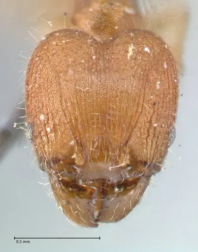 Pheidole lignicola specimen FOCOL1560 image focol1560_2