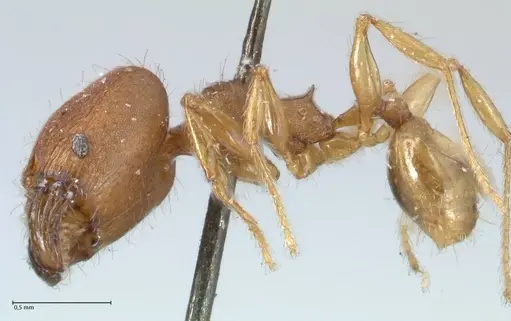 Pheidole lignicola specimen FOCOL1560 image focol1560_3