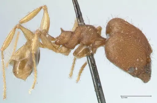 Pheidole lignicola specimen FOCOL1560 image focol1560_4