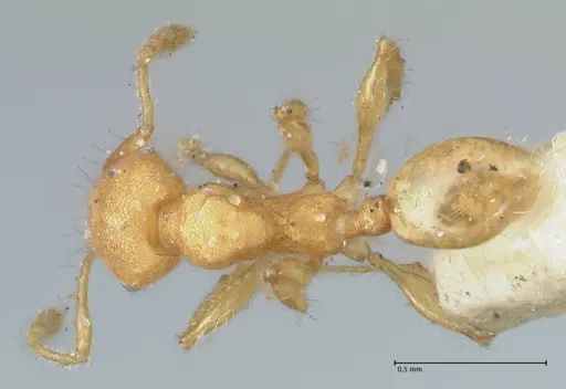Pheidole lignicola specimen FOCOL1561 image focol1561_1