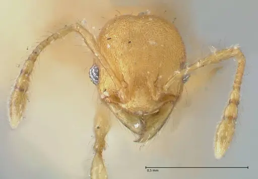 Pheidole lignicola specimen FOCOL1561 image focol1561_2