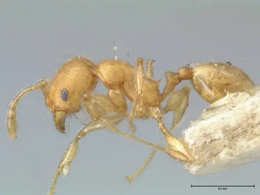 Pheidole lignicola specimen FOCOL1561 image focol1561_3