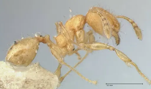 Pheidole lignicola specimen FOCOL1561 image focol1561_4