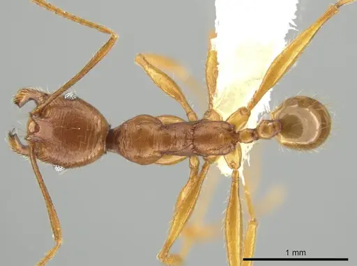 Pheidole lineafrons specimen CASENT0644874 image casent0644874_1