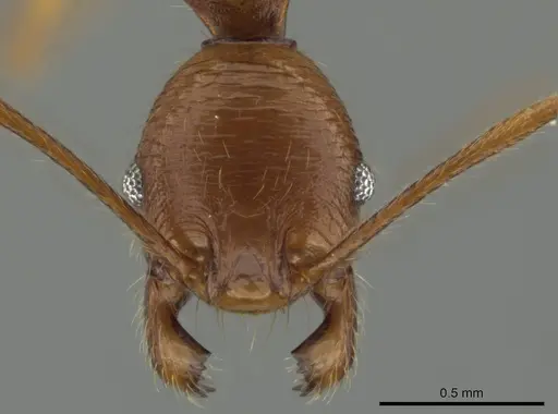 Pheidole lineafrons specimen CASENT0644874 image casent0644874_2