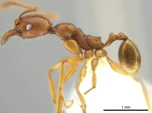Pheidole lineafrons specimen CASENT0644874 image casent0644874_3