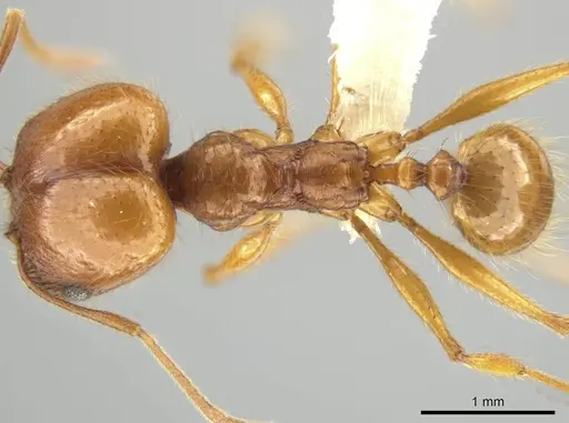 Pheidole lineafrons specimen CASENT0644875 image casent0644875_1