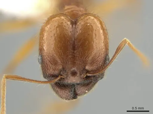 Pheidole lineafrons specimen CASENT0644875 image casent0644875_2