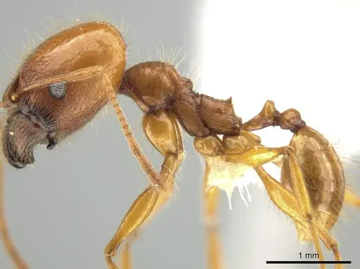 Pheidole lineafrons specimen CASENT0644875 image casent0644875_3