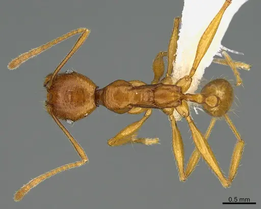 Pheidole lineafrons specimen CASENT0646549 image casent0646549_1