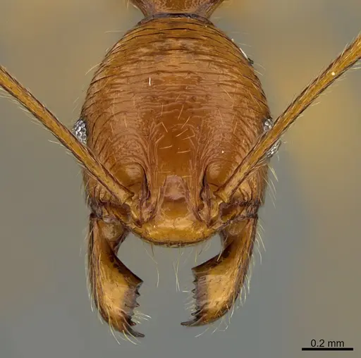 Pheidole lineafrons specimen CASENT0646549 image casent0646549_2