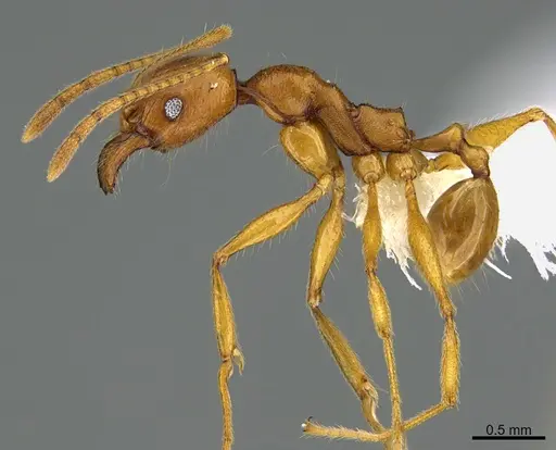Pheidole lineafrons specimen CASENT0646549 image casent0646549_3