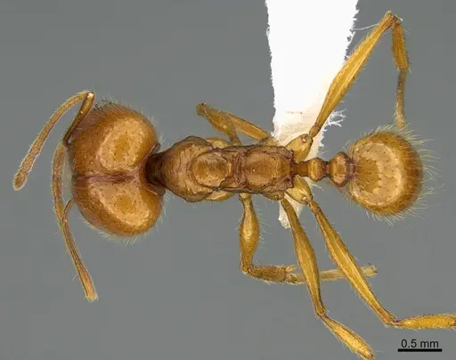 Pheidole lineafrons specimen CASENT0646552 image casent0646552_1
