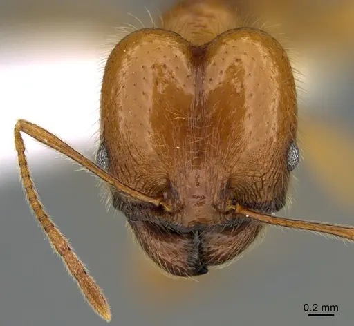 Pheidole lineafrons specimen CASENT0646552 image casent0646552_2