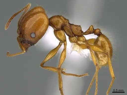 Pheidole lineafrons specimen CASENT0646552 image casent0646552_3