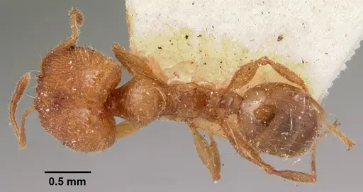 Pheidole litigiosa specimen CASENT0101628 image casent0101628_1