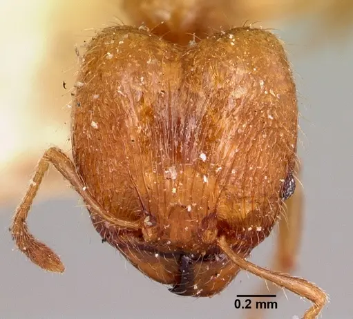 Pheidole litigiosa specimen CASENT0101628 image casent0101628_2