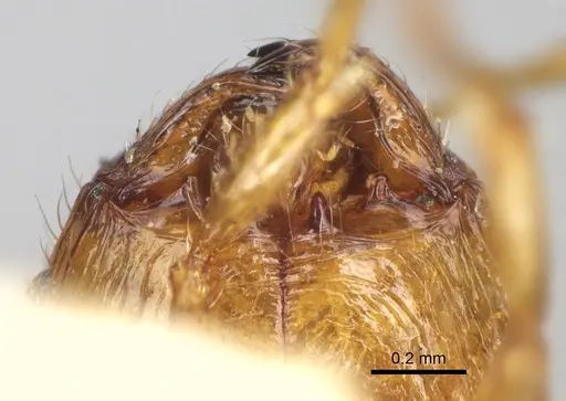 Pheidole litigiosa specimen CASENT0101628 image casent0101628_3