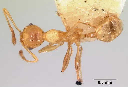 Pheidole litigiosa specimen CASENT0101638 image casent0101638_1