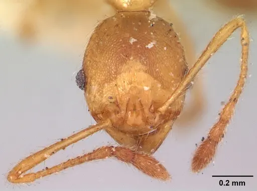 Pheidole litigiosa specimen CASENT0101638 image casent0101638_2