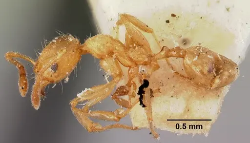Pheidole litigiosa specimen CASENT0101638 image casent0101638_3