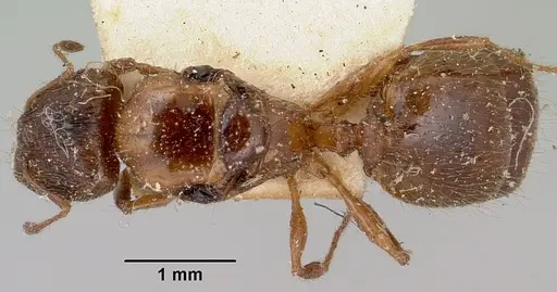 Pheidole litigiosa specimen CASENT0101935 image casent0101935_1