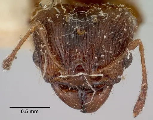 Pheidole litigiosa specimen CASENT0101935 image casent0101935_2