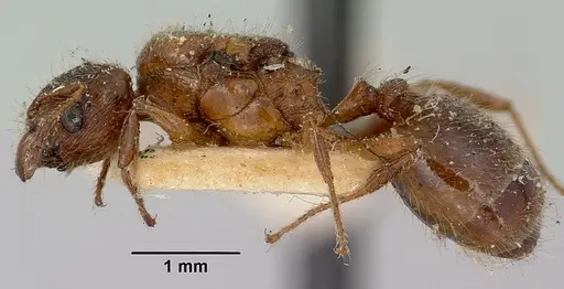 Pheidole litigiosa specimen CASENT0101935 image casent0101935_3