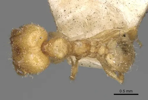 Pheidole litigiosa specimen CASENT0923195 image casent0923195_1