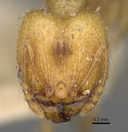 Pheidole litigiosa specimen CASENT0923195 image casent0923195_2