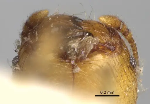 Pheidole litigiosa specimen CASENT0923195 image casent0923195_3