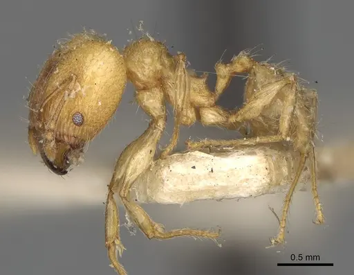 Pheidole litigiosa specimen CASENT0923195 image casent0923195_4