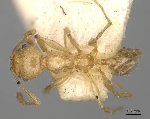 Pheidole litigiosa specimen CASENT0923196 image casent0923196_1
