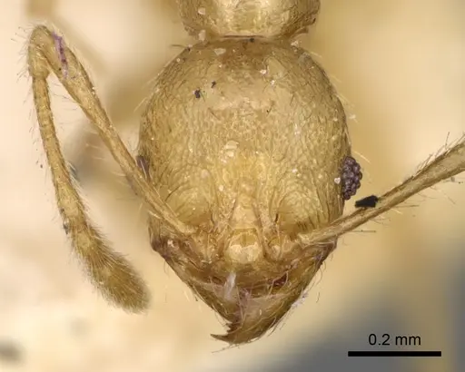 Pheidole litigiosa specimen CASENT0923196 image casent0923196_2