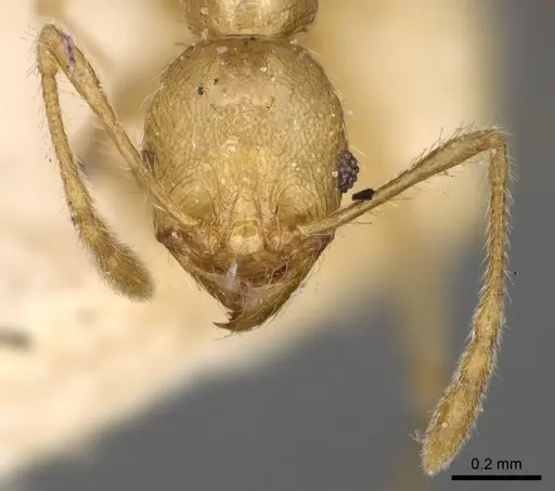 Pheidole litigiosa specimen CASENT0923196 image casent0923196_3